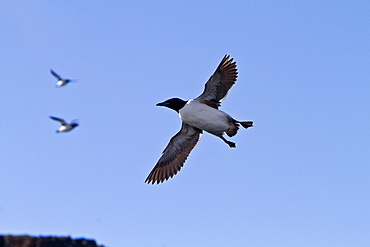 Brunnich's guillemot (Uria lomvia) breeding and nesting site at Cape Fanshawe in the Svalbard Archipelago, Norway