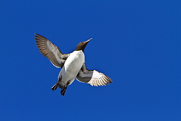 Brunnich's guillemot (Uria lomvia) breeding and nesting site at Cape Fanshawe in the Svalbard Archipelago, Norway