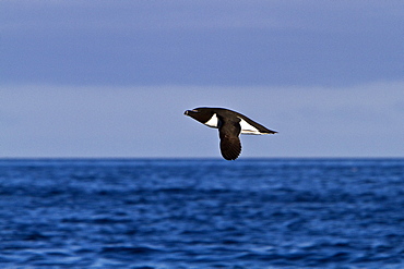 Adult razorbill (Alca torda) along the coast of Iceland, North Atlantic Ocean