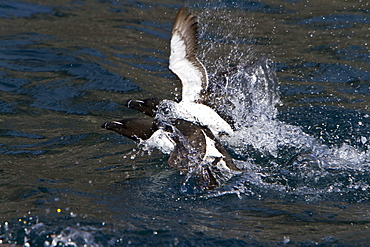 Adult razorbill (Alca torda) along the coast of Iceland, North Atlantic Ocean