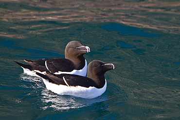 Adult razorbill (Alca torda) along the coast of Iceland, North Atlantic Ocean