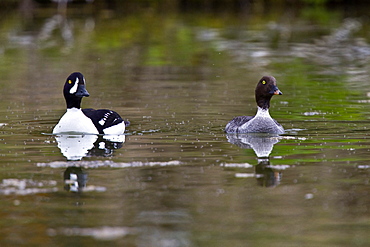 Adult Barrow's Goldeneye (Bucephala islandica) in full breeding plumage in the calm waters of Lake Myvatn, Iceland