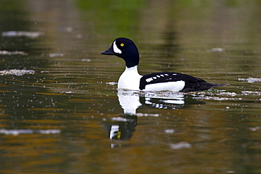 Adult Barrow's Goldeneye (Bucephala islandica) in full breeding plumage in the calm waters of Lake Myvatn, Iceland