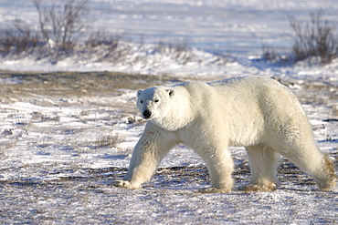 Adult male Polar Bear (Ursus maritimus) in fresh snow near Churchill, Manitoba, Canada.   (RR)