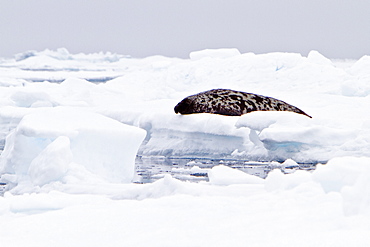 Adult male hooded seal (Cystophora cristata) hauled out on the pack-ice in seas between Iceland and Greenland in the Denmark Strait