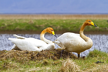 Adult whooper swan (Cygnus cygnus) pair on nest near Lake Myvatn, Iceland