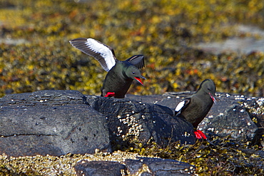 Adult black guillemot (Cepphus grylle) in summer plumage near Vigur Island in Isafjardardjup Bay, Iceland