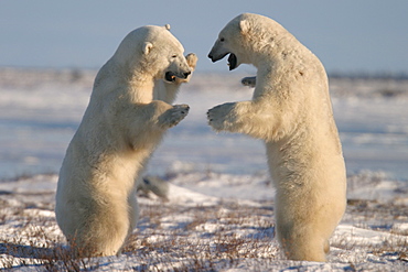 Male Polar Bears, Ursus maritimus, engaged in ritualistic mock fighting (serious injuries are rare), near Churchill, northern Manitoba, Hudson Bay, Canada