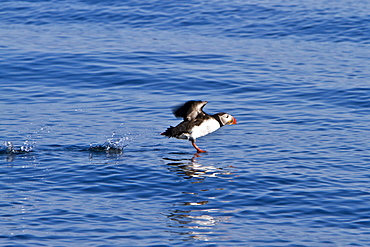 Adult puffin (Fratercula arctica) during breeding season in Isfjardardjup, Northwestern Iceland