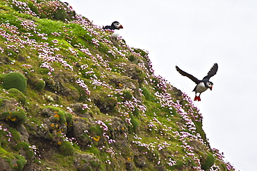 Adult puffin (Fratercula arctica) during breeding season on Sumburgh Head, Shetlands, Scotland