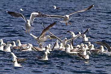 Gull feeding frenzy on bait ball off Fugloy Island in the Faroe Islands, North Atlantic Ocean