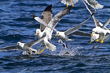 Gull feeding frenzy on bait ball off Fugloy Island in the Faroe Islands, North Atlantic Ocean