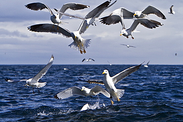 Gull feeding frenzy on bait ball off Fugloy Island in the Faroe Islands, North Atlantic Ocean