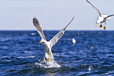 Gull feeding frenzy on bait ball off Fugloy Island in the Faroe Islands, North Atlantic Ocean