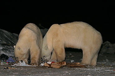 Habituated Polar Bears, Ursus maritimus, feeding in the dump at night near Churchill, northern Manitoba, Hudson Bay, Canada