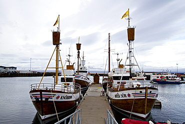 The whale watching fleet in Husavik on the northern coast of Iceland