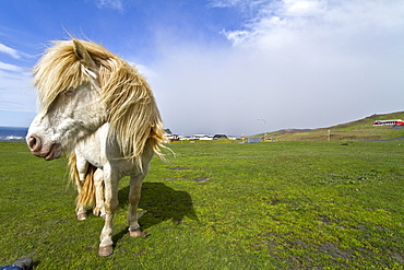 Icelandic horses on Heimaey Island, Iceland