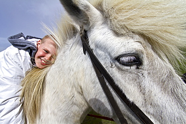 Icelandic horses on Heimaey Island, Iceland