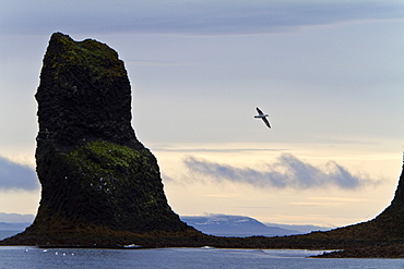 A view of sea cliffs and stacks in the Langanes peninsula in the northeast part of Iceland