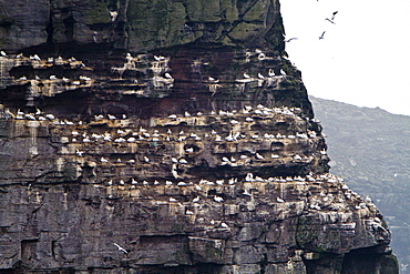 Northern gannet (Morus bassanas) on the wing at the cliffs of Noss in the Shetland Islands, Scotland, North Atlantic Ocean