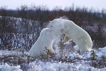 Adult male Polar Bears, Ursus maritimus, in ritualistic fighting (this almost never leads to serious injury) near Churchill, northern Manitoba, Hudson Bay, Canada