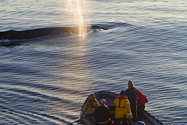 Adult humpback whale (Megaptera novaeangliae) surfacing near researchers in Zodiac in the late evening at Siglufjordur, Iceland