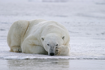 Adult male Polar Bear, Ursus maritimus, on frozen lake near Churchill, northern Manitoba, Hudson Bay, Canada