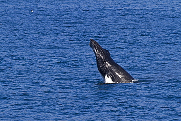 Adult humpback whale (Megaptera novaeangliae) head-lunging in the fjord of Isfjardardjup, Iceland