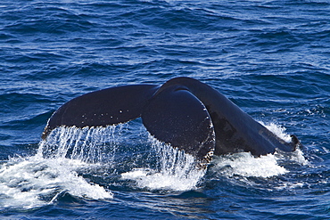 Adult humpback whale (Megaptera novaeangliae) surfacing  in Isafjardardjup Bay, Iceland