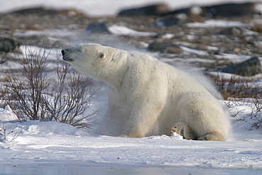 Adult male Polar Bear, Ursus maritimus, shaking like a dog after scratching his back on a willow tree near Churchill, northern Manitoba, Hudson Bay, Canada