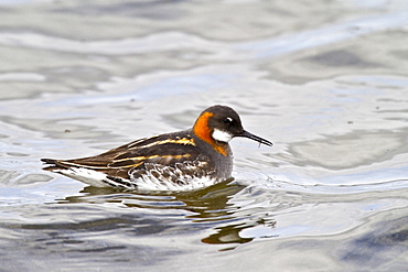 Adult red-necked Phalarope (Phalaropus lobatus) in breeding plumage on Flatey Island in Iceland