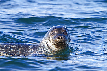 Curious harbor seal (Phoca vitulina) approaches the Zodiac at Vigur Island in Iceland