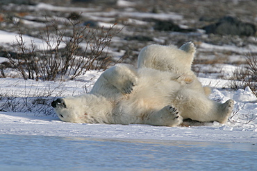 Adult male Polar Bear, Ursus maritimus, scratching his back/sleeping on ice near Churchill, northern Manitoba, Hudson Bay, Canada