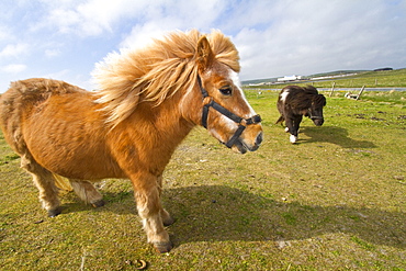 Adult Shetland pony in the Shetland Isles, Scotland