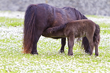 Adult Shetland pony in the Shetland Isles, Scotland