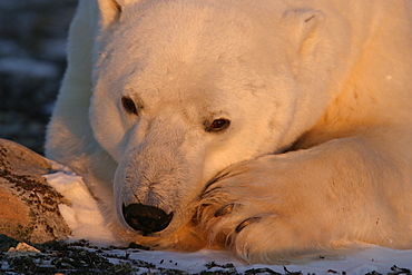 Adult male Polar Bear, Ursus maritimus, close-up near Churchill, northern Manitoba, Hudson Bay, Canada