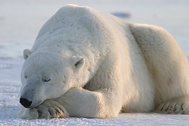 Adult male Polar Bear, Ursus maritimus, resting on frozen lake near Churchill, northern Manitoba, Hudson Bay, Canada