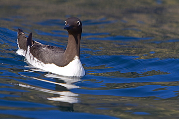 Common guillemot (Uria aalge) along the northern coast of Norway