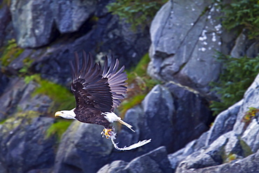 Adult bald eagle (Haliaeetus leucocephalus) with dead salmon in Inian Pass, Southeast Alaska, USA