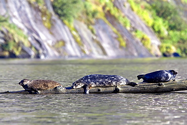 Harbor seal (Phoca vitulina) hauled out on submerged log in Misty Fjords National Monument, Southeast Alaska, USA