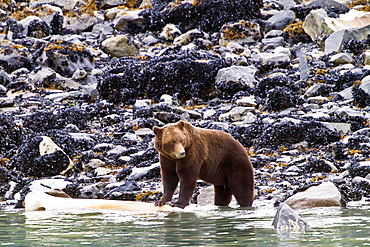 Adult brown bear (Ursus arctos) chewing on humpback whale jawbone at Scidmore Cut in Glacier Bay National Park, Alaska, USA