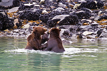 Adult brown bear pair (Ursus arctos) mock-fighting at Scidmore Cut in Glacier Bay National Park, Alaska, USA. Pacific Ocean