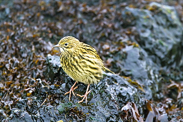 Adult South Georgia Pipit (Anthus antarcticus) feeding at low tide on Prion Island, Bay of Isles, South Georgia, Southern Ocean