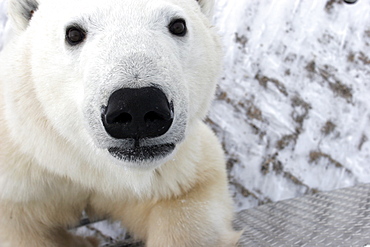 Curious Polar Bear (Ursus maritimus) inspects the photographer near Churchill, Manitoba, Canada.