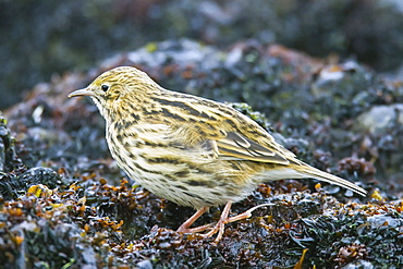 Adult South Georgia Pipit (Anthus antarcticus) feeding at low tide on Prion Island, Bay of Isles, South Georgia, Southern Ocean