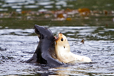 Leucistic Antarctic fur seal pup (Arctocephalus gazella) on South Georgia, Southern Ocean