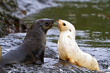 Leucistic Antarctic fur seal pup (Arctocephalus gazella) on South Georgia, Southern Ocean