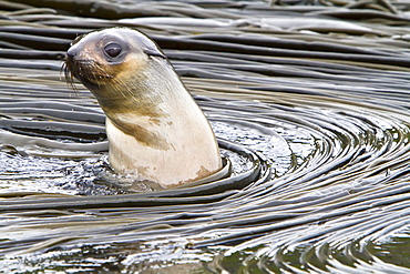 Antarctic fur seal pup (Arctocephalus gazella) in the kelp on South Georgia, Southern Ocean