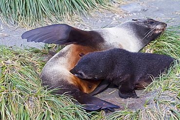 Antarctic fur seal pup (Arctocephalus gazella) nursing on South Georgia, Southern Ocean