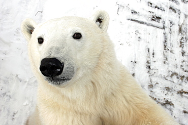 Curious Polar Bear (Ursus maritimus) inspects the photographer near Churchill, Manitoba, Canada.